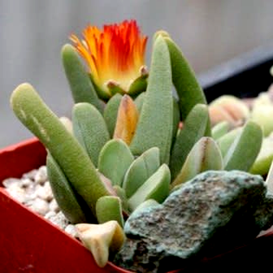 Cheiridopsis rostrata