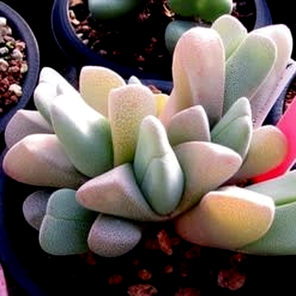 Cheiridopsis vanzylii