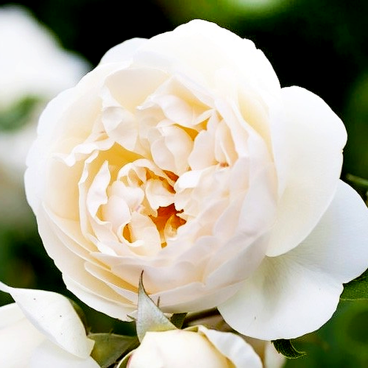 Claire Austin Climbing