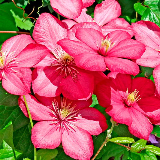 Clematis 'Comtesse de Bouchard'