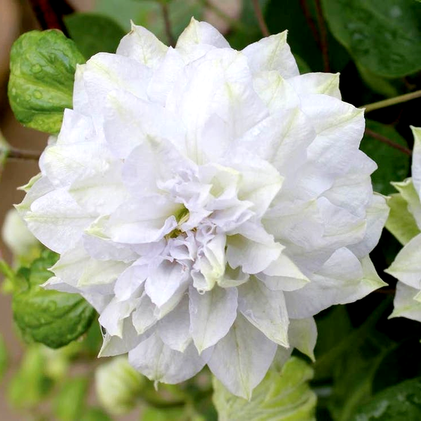 Clematis 'Diamond Ball'