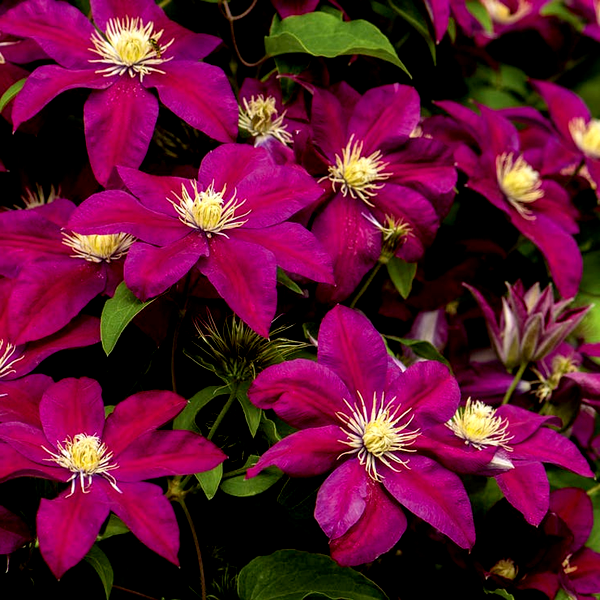 Clematis 'Ernest Markham'
