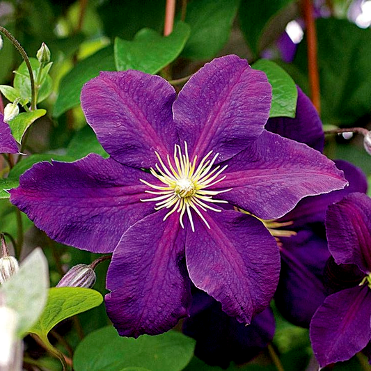 Clematis 'Jackmanii'