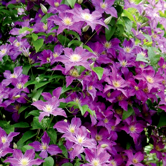 Clematis Jolly Good™