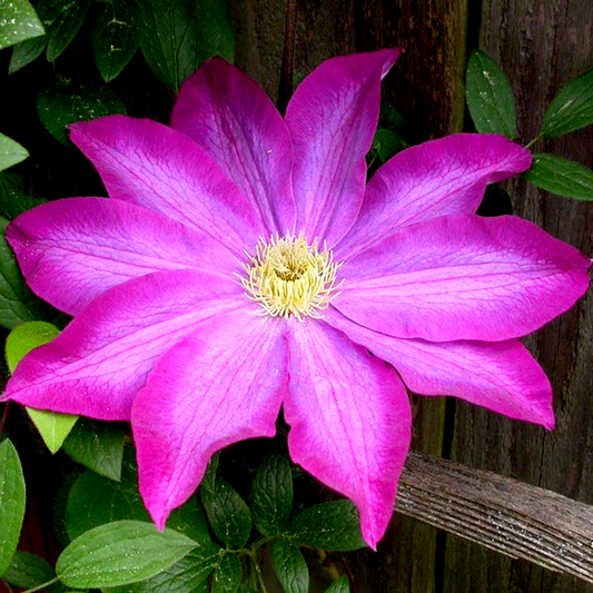 Clematis 'Kakio' Pink Champagne