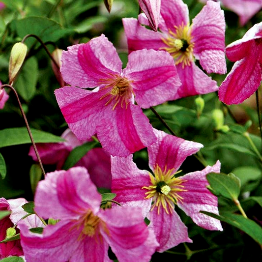 Clematis Pink Mink®