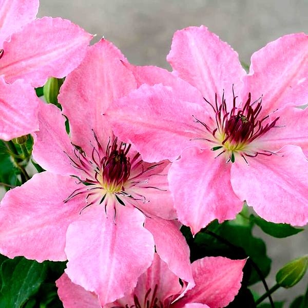 Clematis Sarah Elizabeth