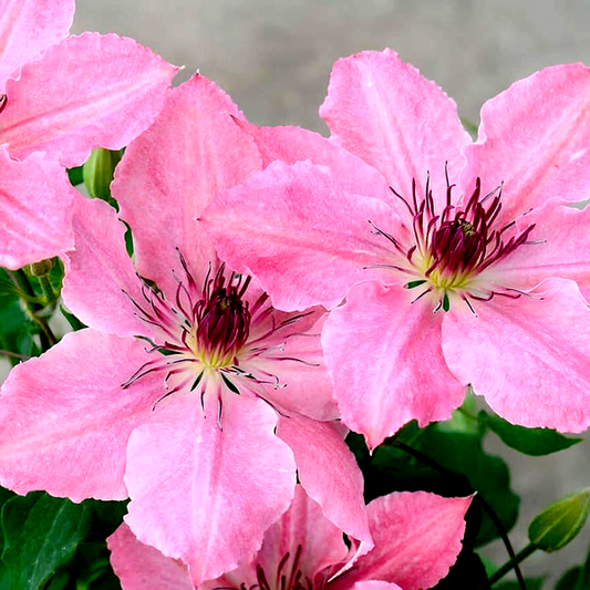 Clematis Sarah Elizabeth