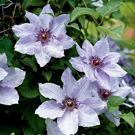 Clematis Still Waters™