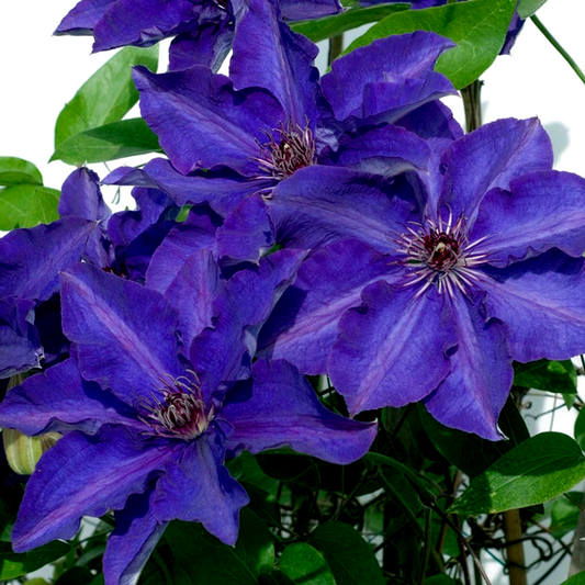 Clematis 'The President'