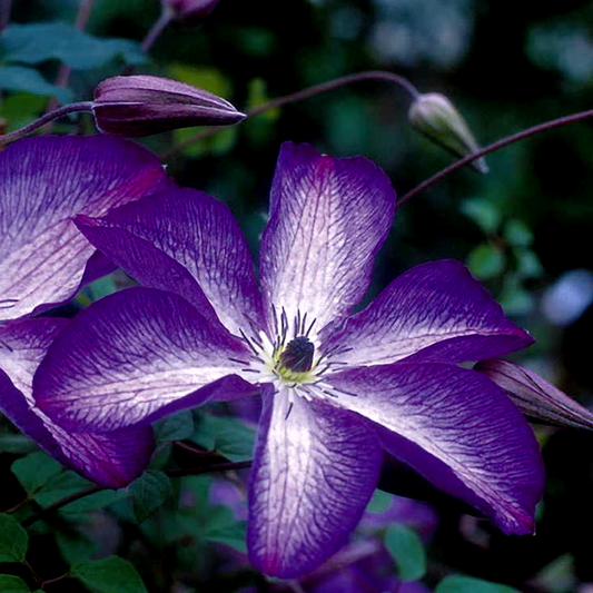 Clematis 'Venosa Violacea'