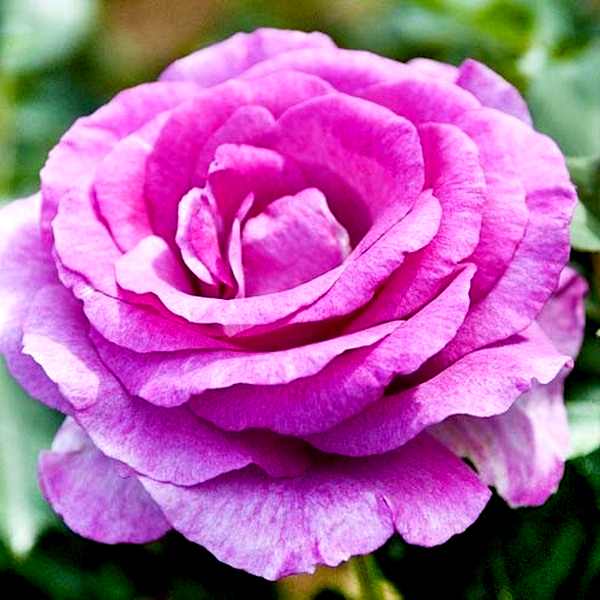 Climbing Violette Parfume