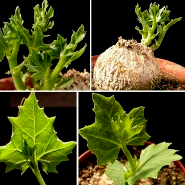 Coccinia sessilifolia