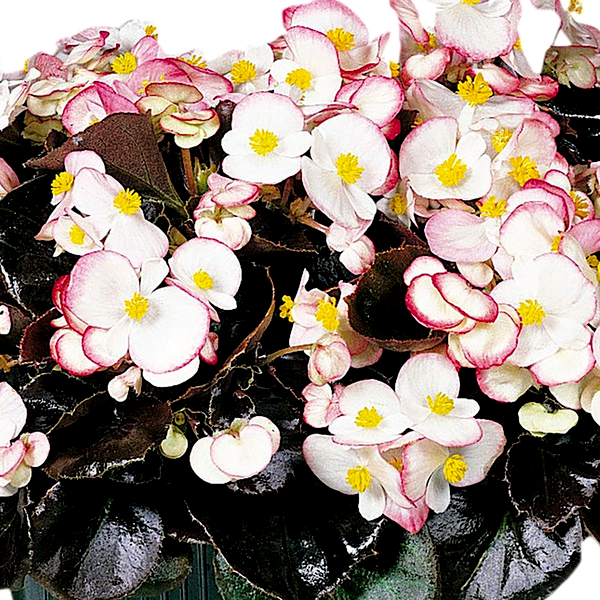 Cocktail™ Rum Begonia Seeds
