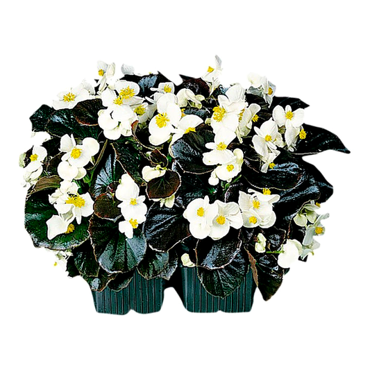 Cocktail™ Whisky™ Begonia Seeds