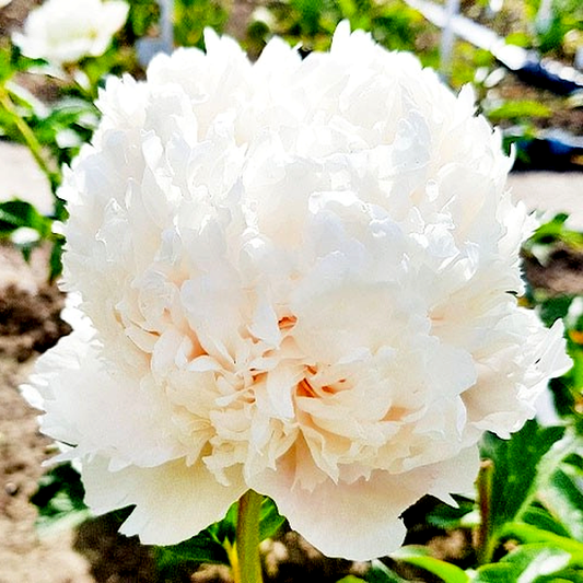 Colonel Owens Cousins