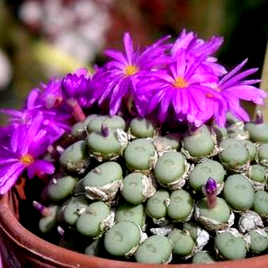 Conophytum calculus