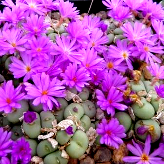 Conophytum minutum