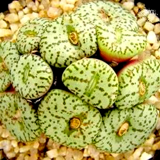 Conophytum uviforme