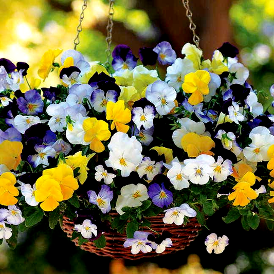 Cool Wave® Mix Pansy Seeds