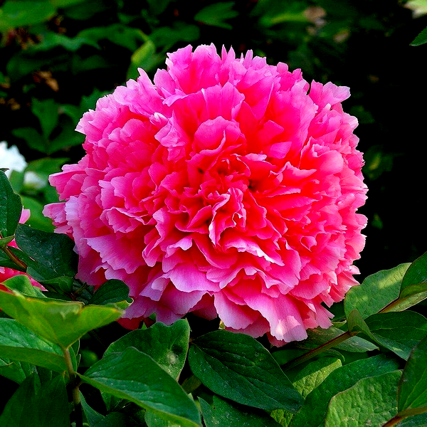 Coral Altar Shan Hu Tai