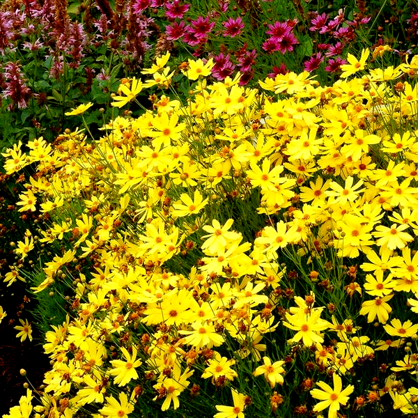 Coreopsis 'Citrine'