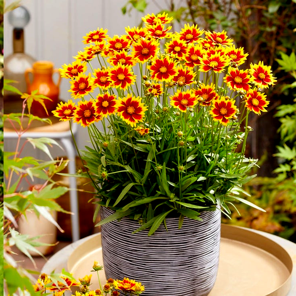 Coreopsis Solar Jewel Tickseed