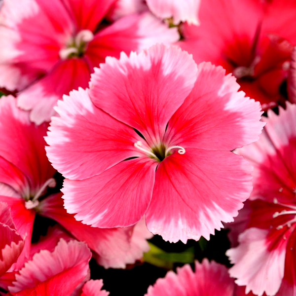 Coronet™ Strawberry Dianthus Seeds