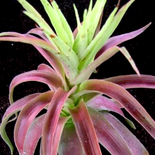 Crassula acinaciformis