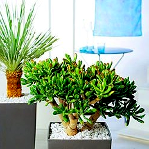 Crassula arborescens