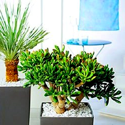 Crassula arborescens