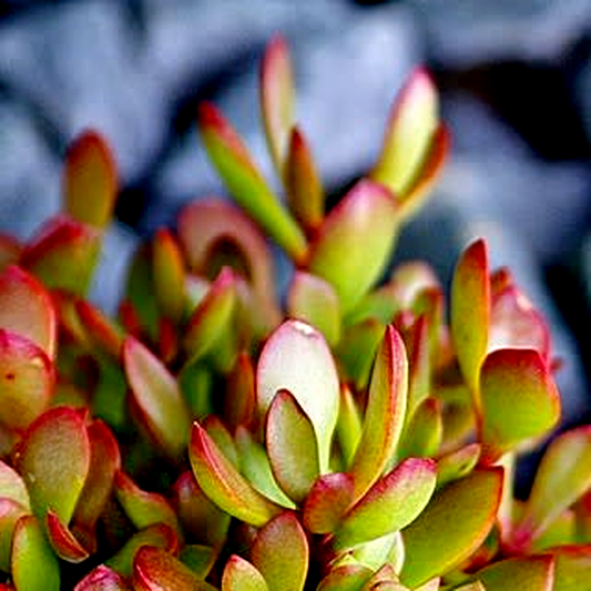 Crassula atropurpurea