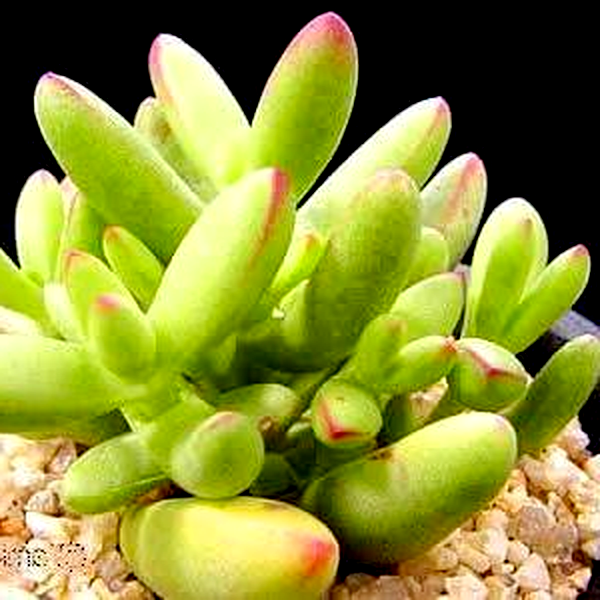 Crassula brevifolia