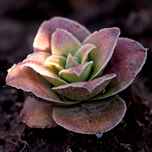 Crassula capitella