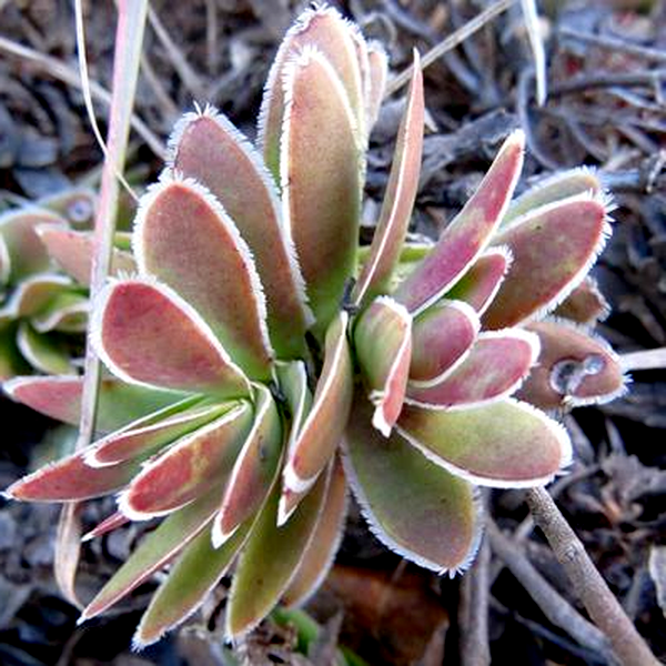 Crassula ciliata