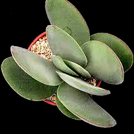 Crassula cotyledonis
