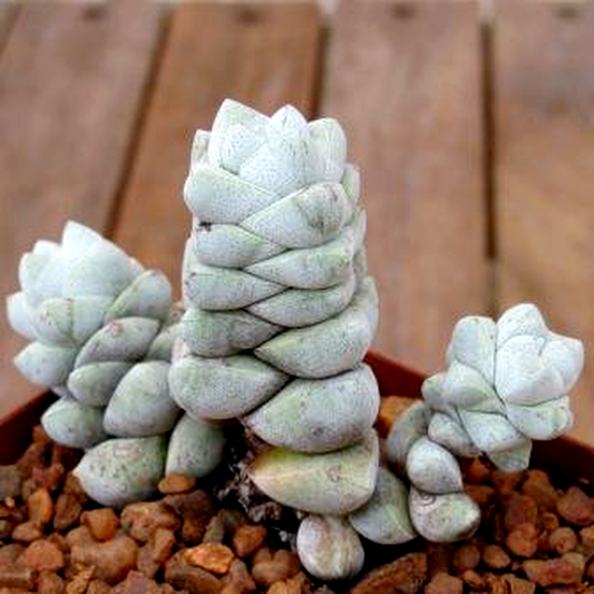 Crassula deceptor