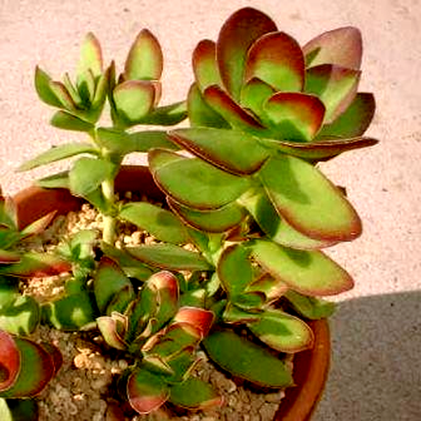 Crassula dejecta