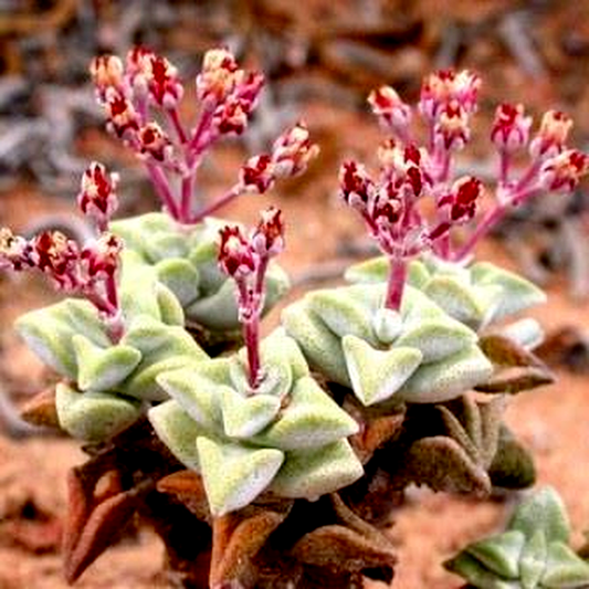 Crassula deltoidea