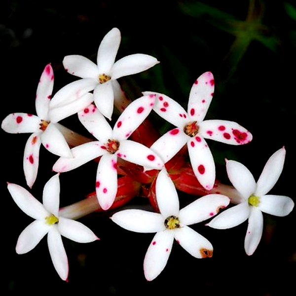 Crassula fascicularis