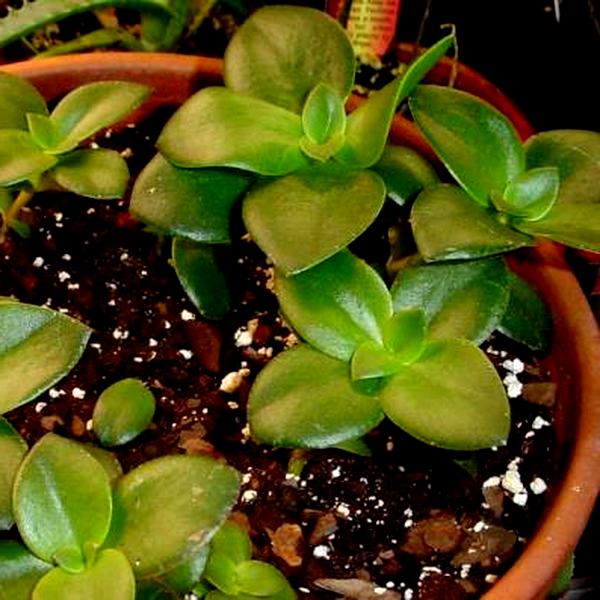 Crassula lactea bracteata