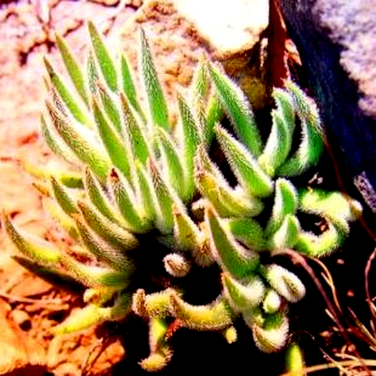 Crassula mesembryanthemoides