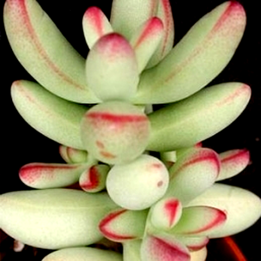 Crassula nudicaulis
