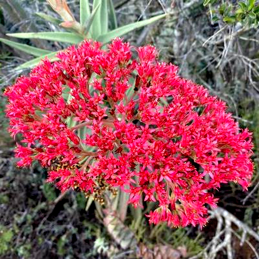 Crassula perfoliata var. coccinea