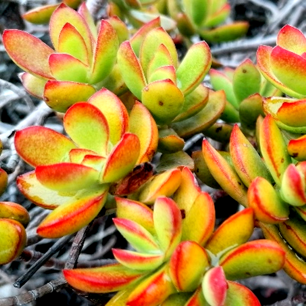 Crassula rubricaulis