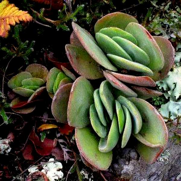 Crassula swaziensis
