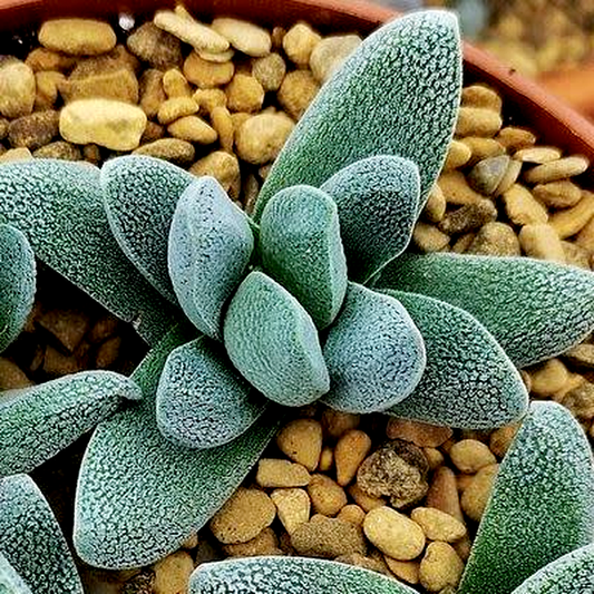 Crassula tecta
