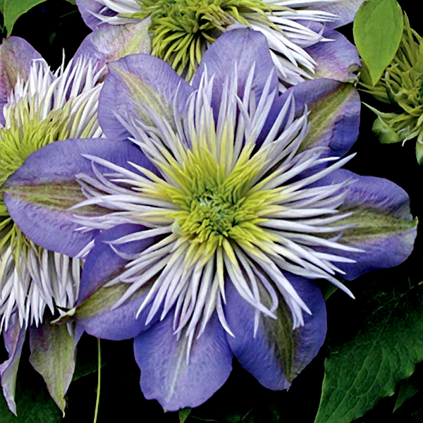Crystal Fountain™ Clematis