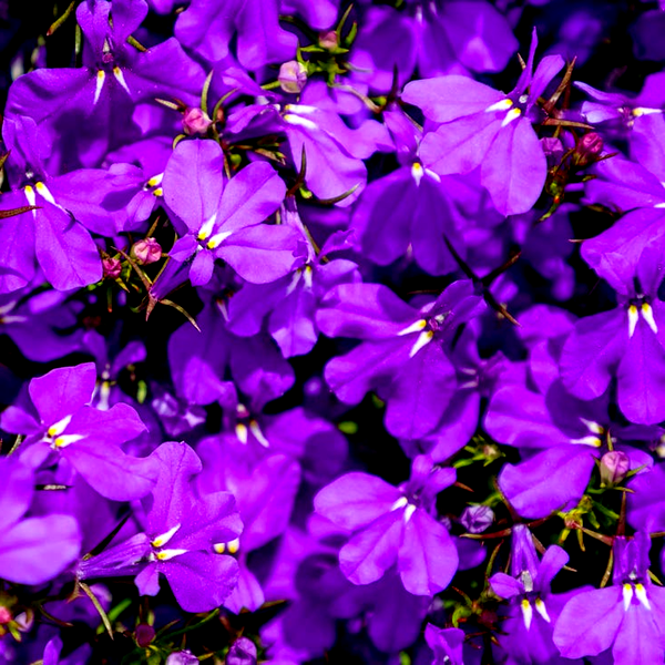 Crystal Palace Lobelia Seeds