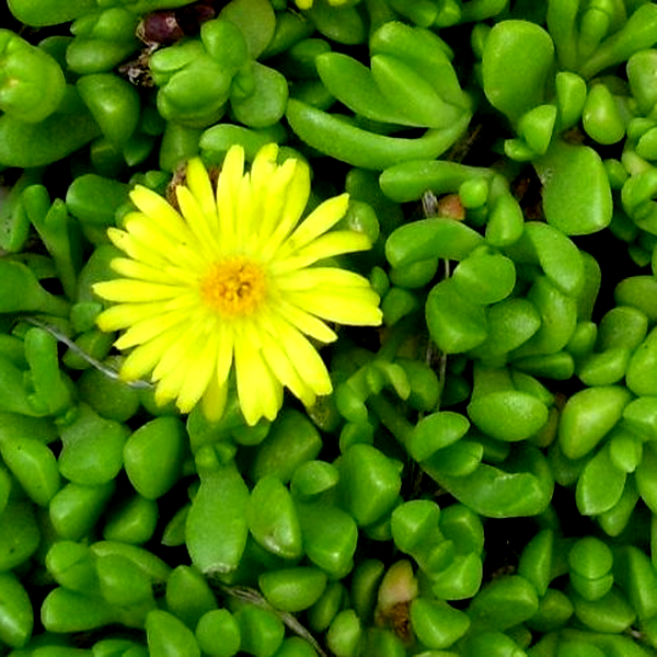 Delosperma brunthaleri Yellow